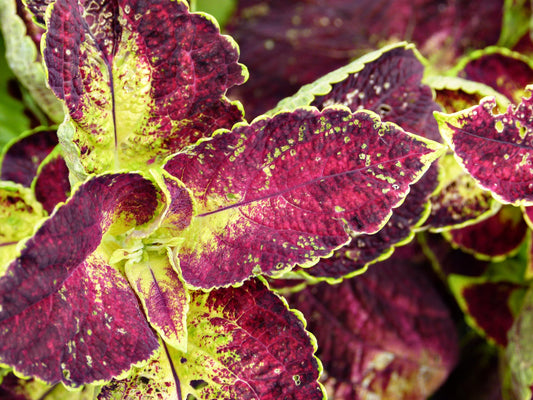 Top 10 Benefits Of Forskolin For Eyes, Weight Loss, Heart Health, and Beyond