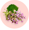 Clary Sage Oil