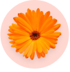 Organic Calendula Oil