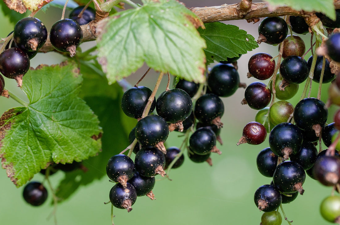 Top 13 Remarkable Black Currant Seed Oil Benefits and Uses VibraxLabs