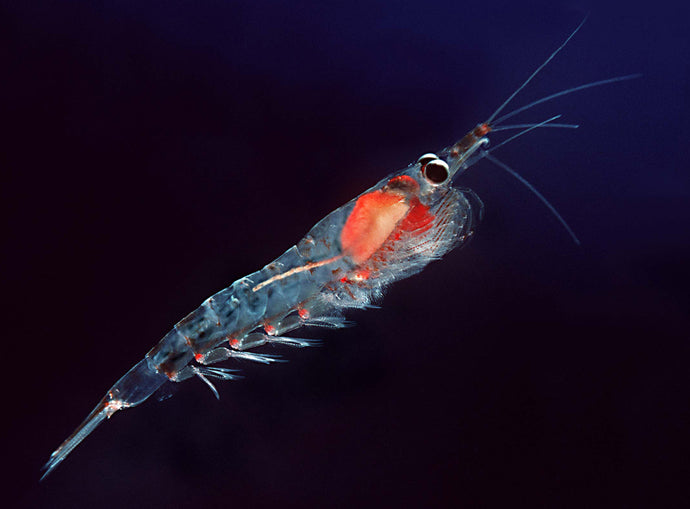 14 Surprising Krill Oil Benefits for Dry Eyes, Brain Health, Joints and more