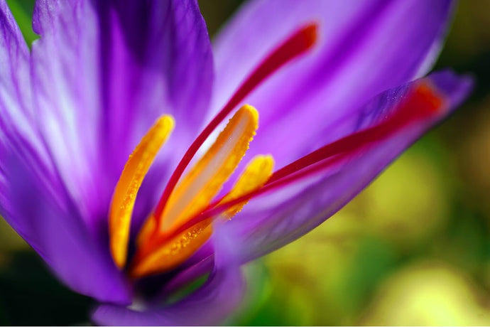 12 Incredible Saffron Health Benefits (And Why Use Saffron Supplements for Eye Health)